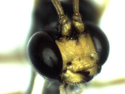 Réf. 298 550 : Hadrodactylus sp.